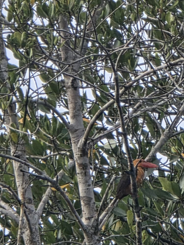 Brown-winged Kingfisher