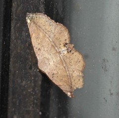 Eublemma latericolor