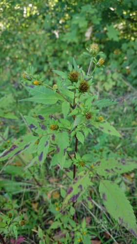 Devil's Beggarticks