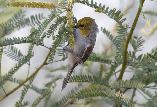Verdin