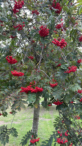 European mountain ash