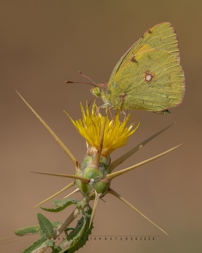 Clouded Yellow