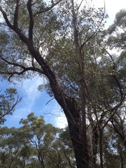 Eucalyptus resinifera