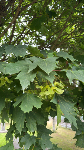 Norway maple