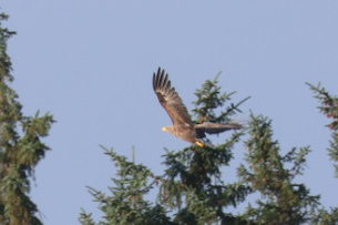 White-tailed Eagle