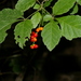Allophylus rubifolius alnifolius - Photo (c) Graeme White, some rights reserved (CC BY-NC), uploaded by Graeme White