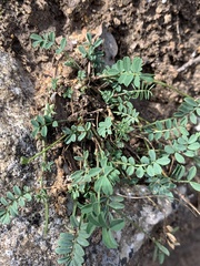 Hippocrepis comosa, photograph author not stated, no rights reserved