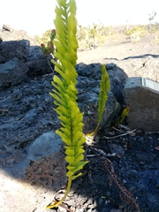 Polypodium pellucidum vulcanicum