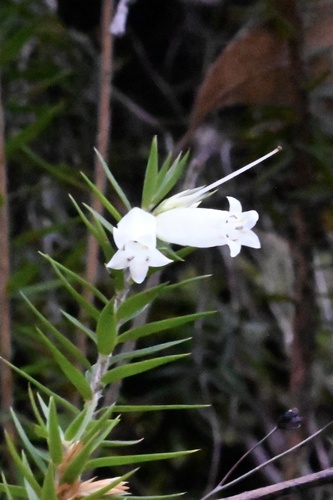 Epacris calvertiana, 2026-08-14