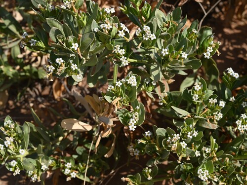 Rhazya stricta, photograph 6