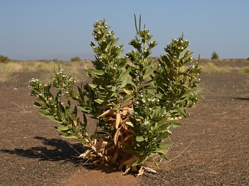 Rhazya stricta, photograph 5