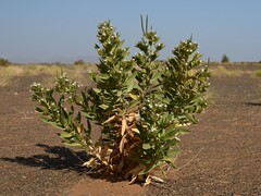 Rhazya stricta, photograph (c) Krzysztof Ziarnek, some rights reserved (CC BY)