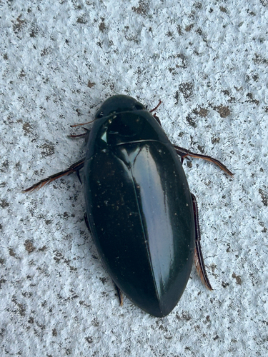 Giant Water Scavenger Beetle