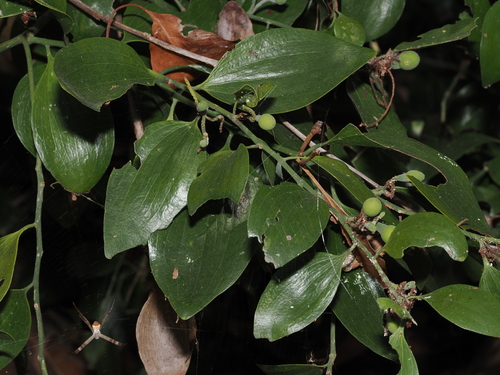 Exocarpos latifolius