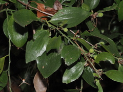 Exocarpos latifolius