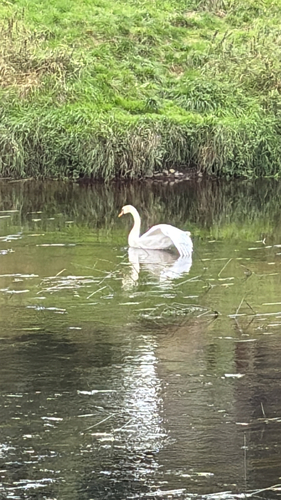 Mute Swan