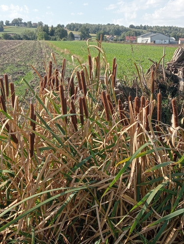 broadleaf cattail