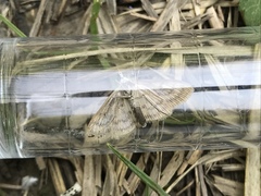 Paratalanta pandalis