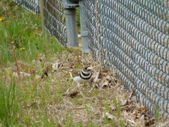 Charadrius vociferus