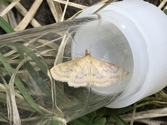 Paratalanta pandalis