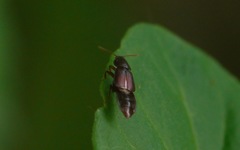 Acidota crenata