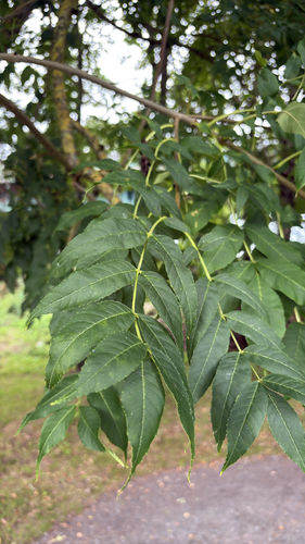 European ash