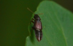 Acidota crenata