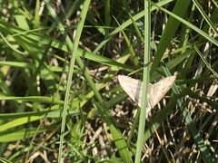 Paratalanta pandalis