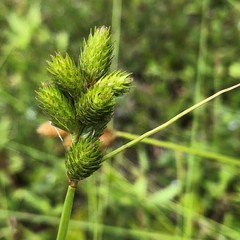 Carex alata