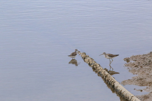 iNaturalist image