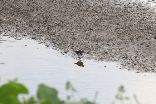 iNaturalist image