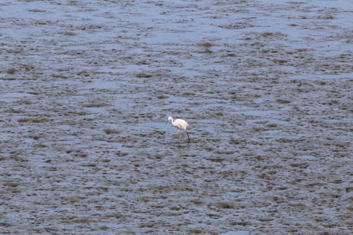 Chinese Egret