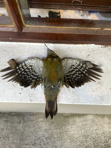 iNaturalist image