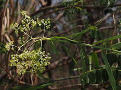 Flagellaria indica, photograph (c) Thomas Mesaglio, some rights reserved (CC BY)
