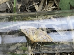 Paratalanta pandalis