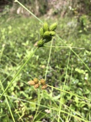 Carex alata