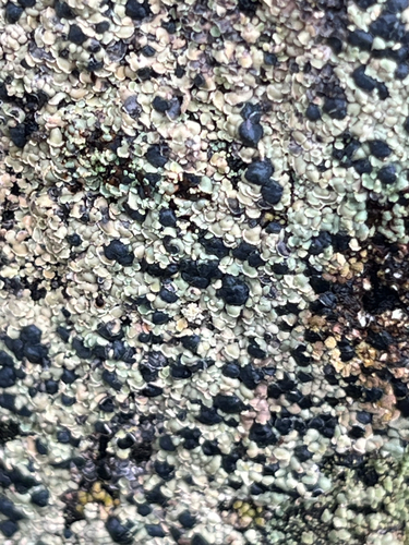 Common Clam Lichen