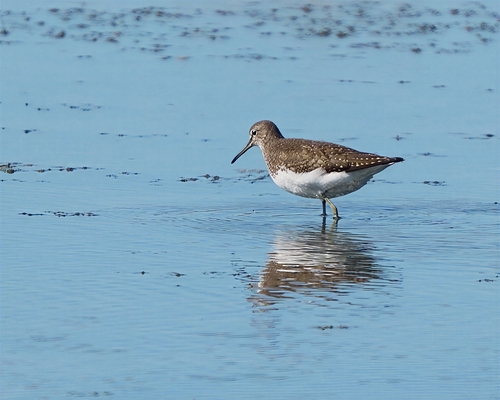 Green Sandpiper