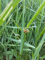 Emmiltis pygmaearia
