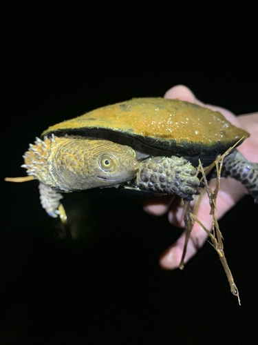 Black Spine-necked Swamp Turtle