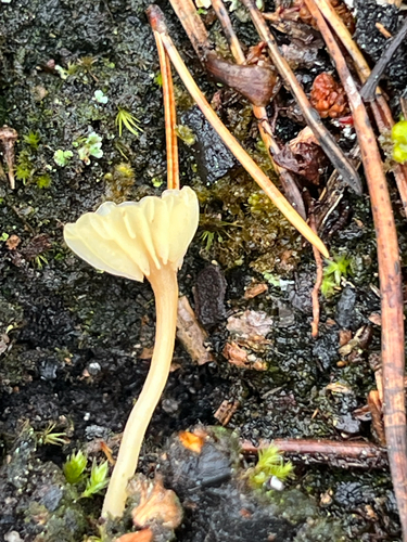 Lichen Agaric