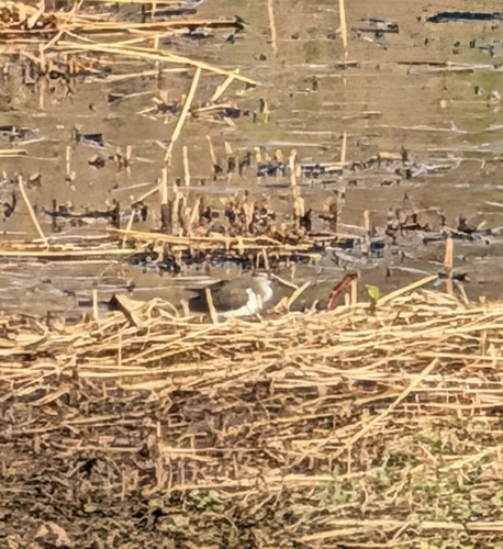 iNaturalist image