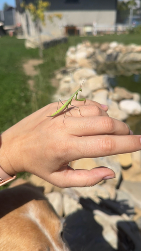 European Mantis