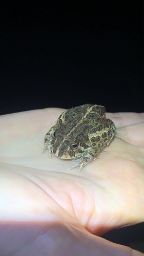 Odontophrynus asper