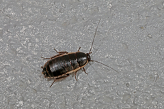 Loboptera decipiens