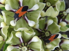 Melanopleurus belfragei