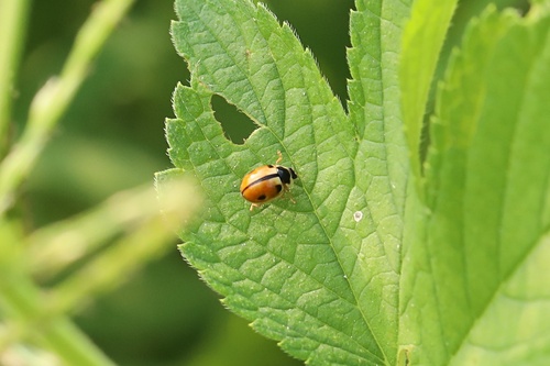 Turtle Vein Lady Beetle