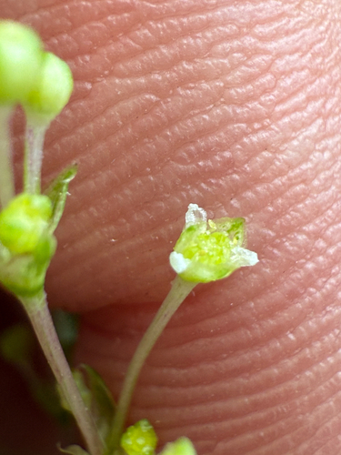 Alisma subcordatum, photograph 6