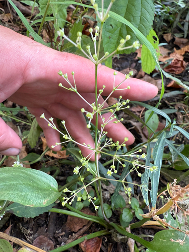 Alisma subcordatum, photograph 3