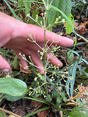 Alisma subcordatum, photograph (c) Samuel Buckner, some rights reserved (CC BY)